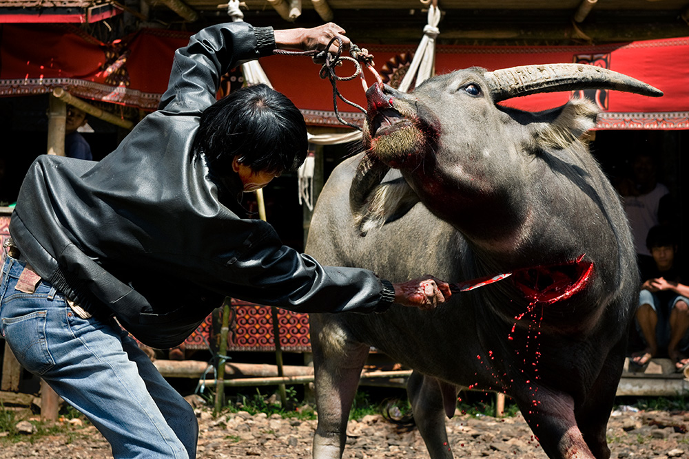 The most important part of a funeral ceremony in Tana Toraja region is sacrificing water buffalos. The more powerful the person who died and the more wealthy the family, the more buffalos are slaughtered at the death feast.
