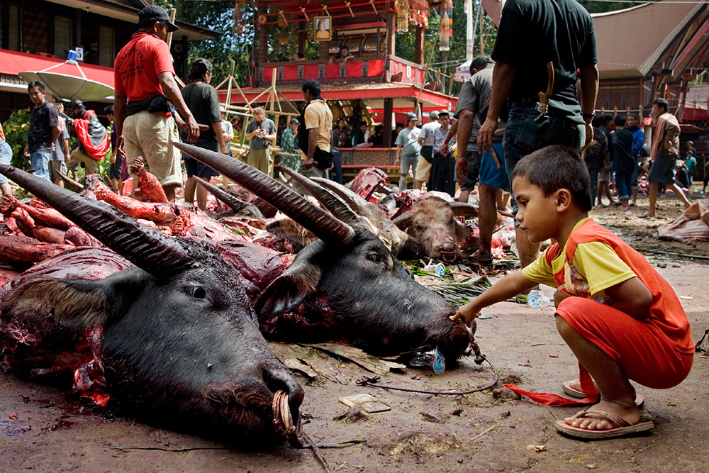 The most important part of a funeral ceremony in Tana Toraja region is sacrificing water buffalos. The more powerful the person who died and the more wealthy the family, the more buffalos are slaughtered at the death feast.