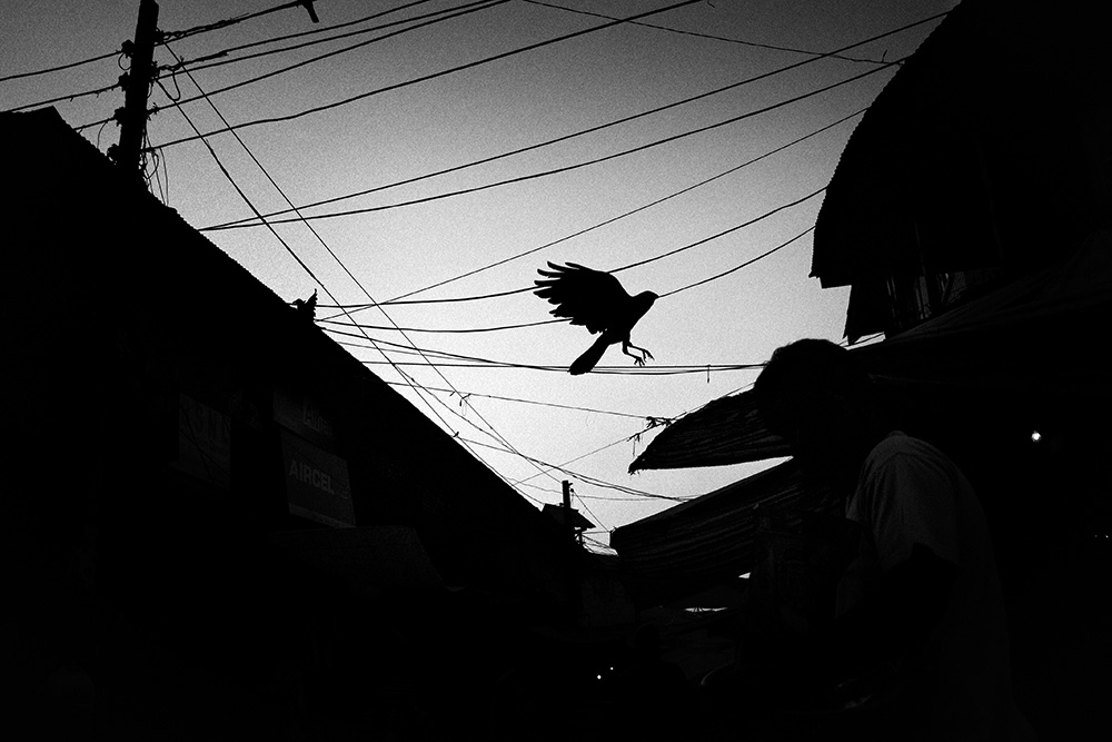 A pigeon flies over a market in Srinagar at dusk.